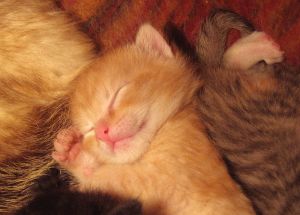 Sleeping_baby_cat
